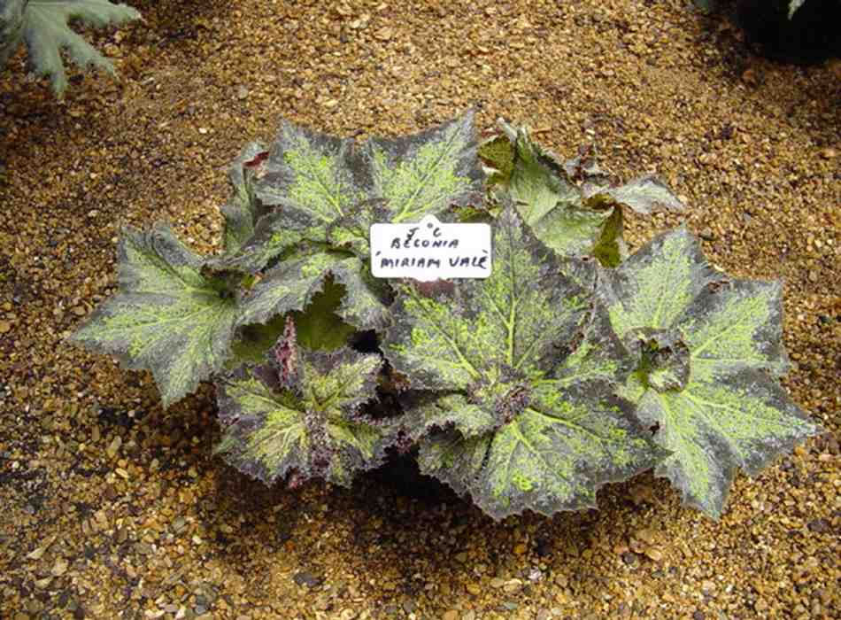 B. ‘Miriam Vale’